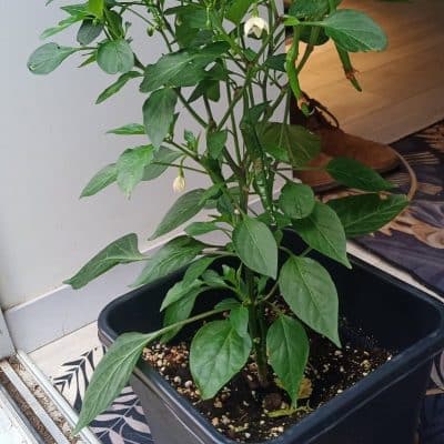 Vends plants piment de Cayenne